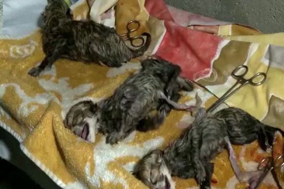 مشاور سازمان نجات حیوانات: تیم نگهداری تولههای «ایران» تاکنون یوزپلنگ ندیدهاند