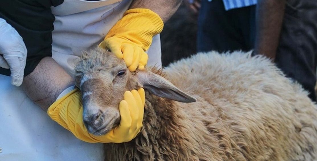 هشدار درباره شیوع بیماری تب کنگو در روزهای گرم ایران