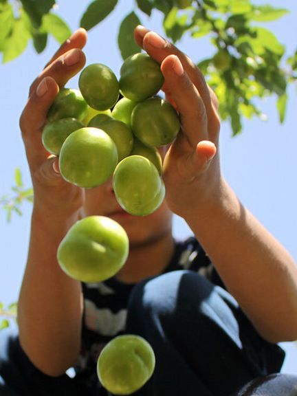 مدیر جهاد کشاورزی شمیرانات: گوجه سبز چهار میلیون نیست، ۶۵۰ هزار تومان است