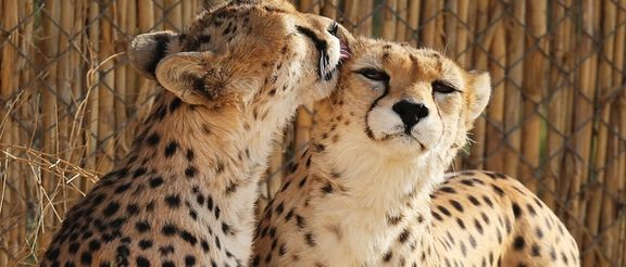 رییس بیمارستان دامپزشکی مرکزی: «ایران»، یوزپلنگ آسیایی، باردار است