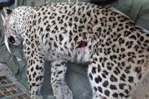 استاندار مازندران دستور داد علت تلف شدن پلنگ مشاهدهشده در قائمشهر بررسی شود