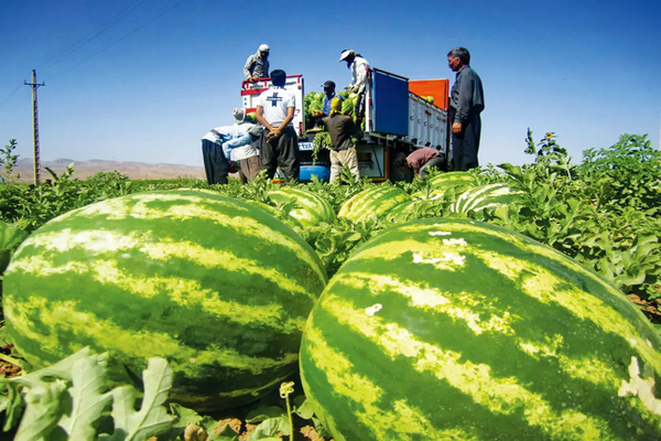 Smuggled Iranian produce floods Persian Gulf markets - The Economist