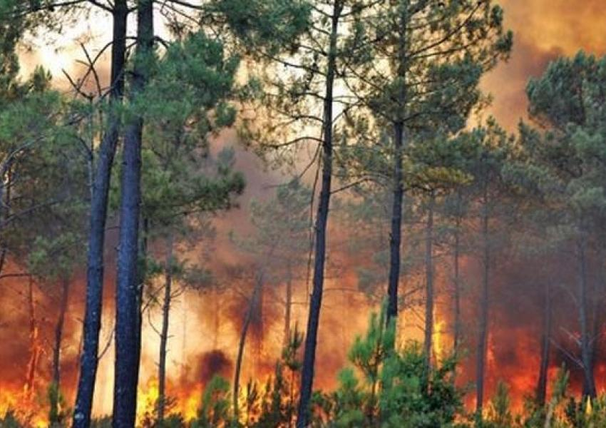 در سال ۹۹ بیش از ۲۱ هزار هکتار از جنگل‌های ایران در آتش سوخت