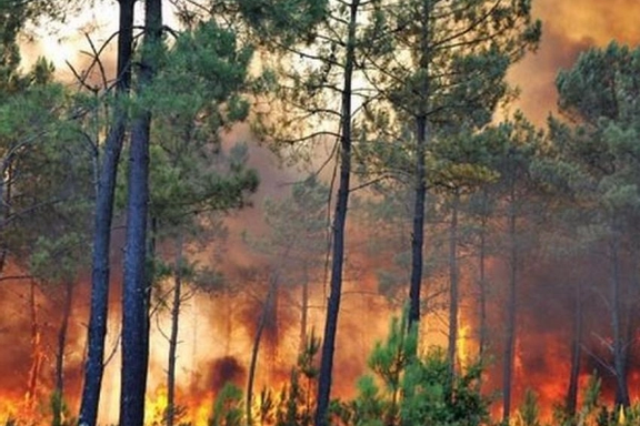 در سال ۹۹ بیش از ۲۱ هزار هکتار از جنگلهای ایران در آتش سوخت