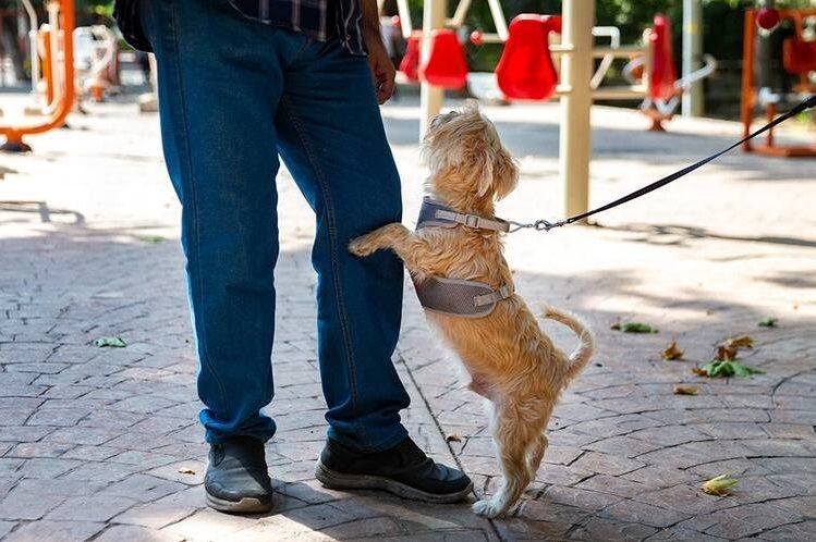 کارزار هماهنگ جمهوری اسلامی برای جرم‌انگاری و ممنوع‌سازی حضور سگ‌ها در فضای عمومی