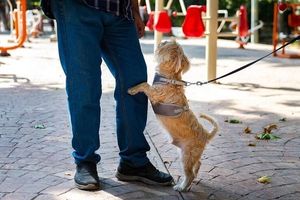 کارزار هماهنگ جمهوری اسلامی برای جرمانگاری و ممنوعسازی حضور سگها در فضای عمومی