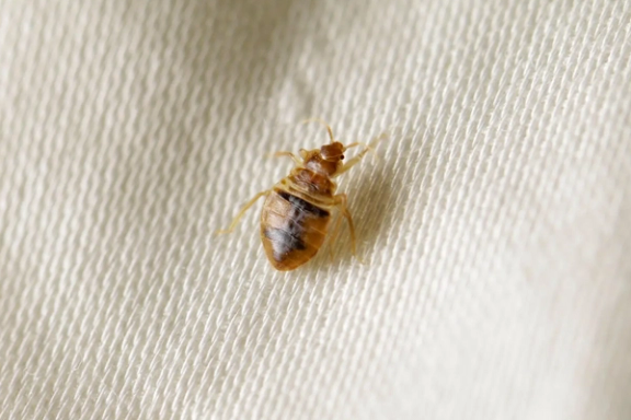 دولت فرانسه درباره افزایش چشمگیر ساس در این کشور، نشست فوری برگزار میکند