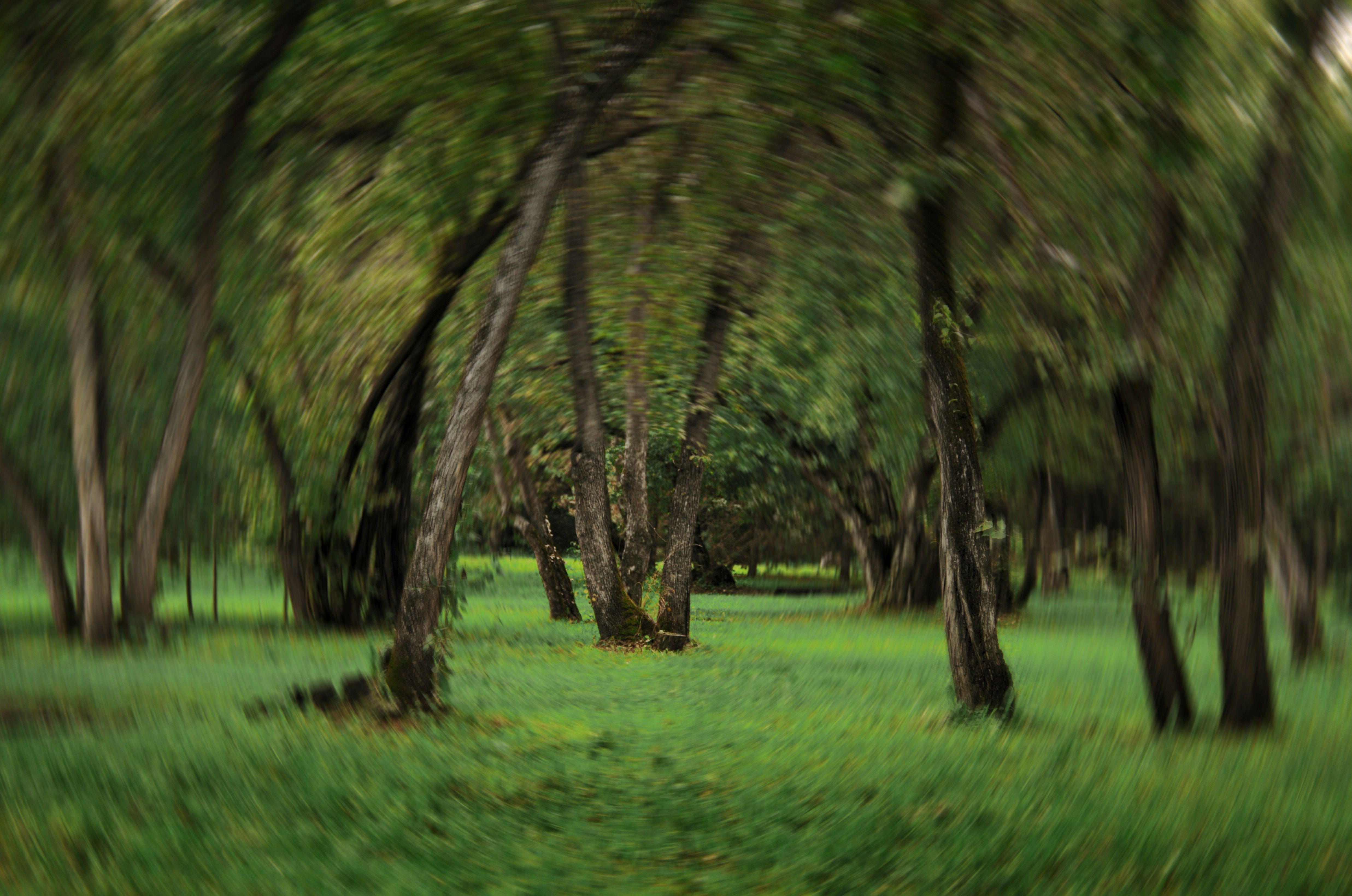 کاهش استرس و بهبود حافظه با تجربه چندحسی جنگل در واقعیت مجازی