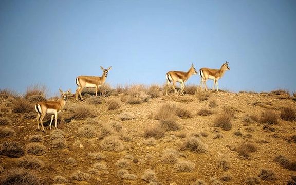 حفاظت محیطزیست اصفهان:حیات وحش استان اصفهان به دلیل نبود آب و تشنگی به کام مرگ میروند