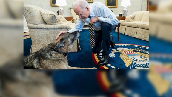 بایدن ضمن اعلام مرگ سگ خود گفت که دلش برای چامپ تنگ خواهد شد