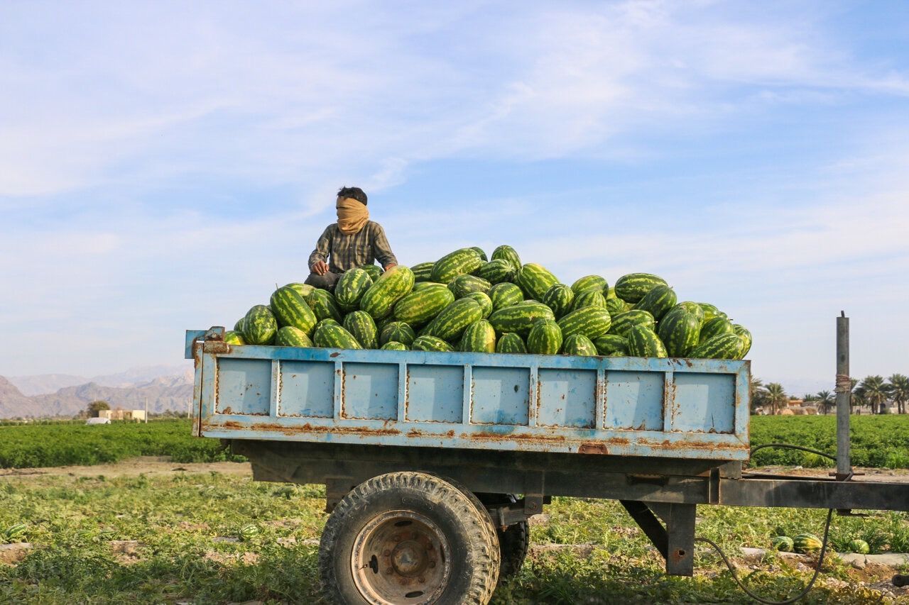 A farmer sits on top of a load of watermelons in Iran's southern province of Hormuzgan, December 18, 2025
