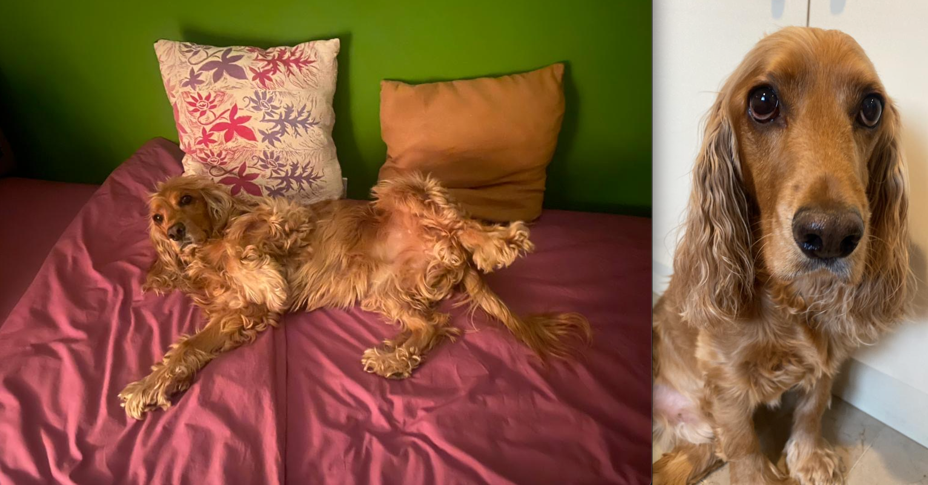 woody-dog-Iran-Tehran