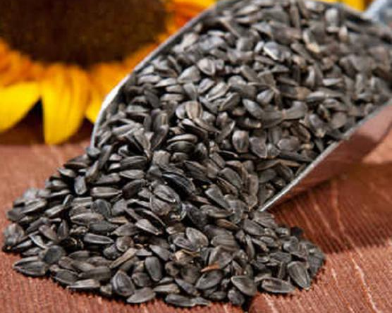 روزنامه همشهری: تخمه آفتابگردان کیلویی بیش از ۸۰ هزار تومان شده است