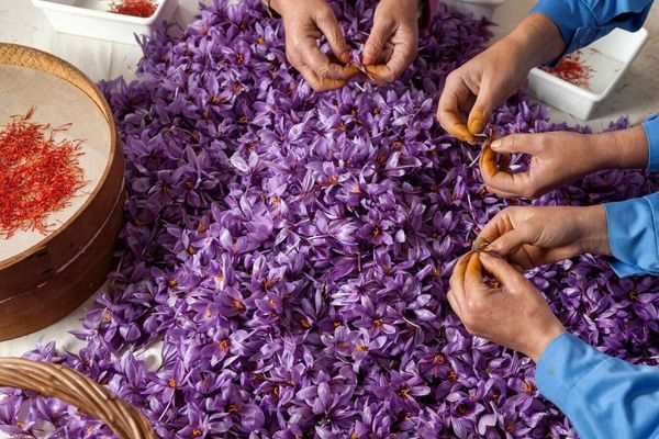 وزارة تجارة طالبان: لن نشوه سمعتنا بالزعفران الإيراني منخفض الجودة