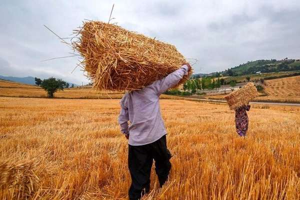 Iranian wheat farmers face planting cash crunch as payments lag, rial slides