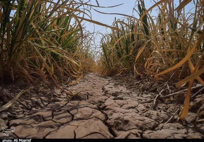 A Quarter Of Iranian Farmers Unemployed In Last Seven Years