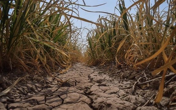 A Quarter Of Iranian Farmers Unemployed In Last Seven Years