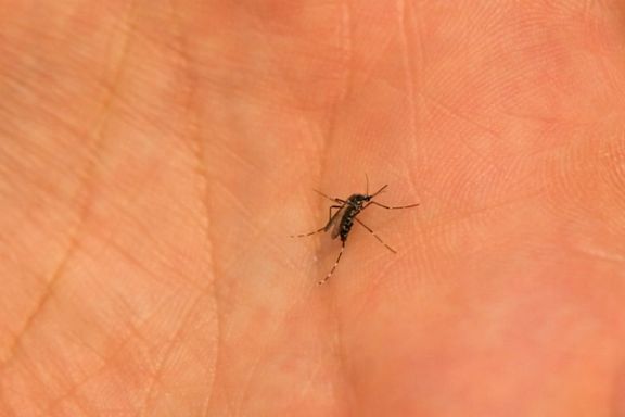 افزایش ابتلا به تب دنگی در ایران به هزار و ۹۷ مورد